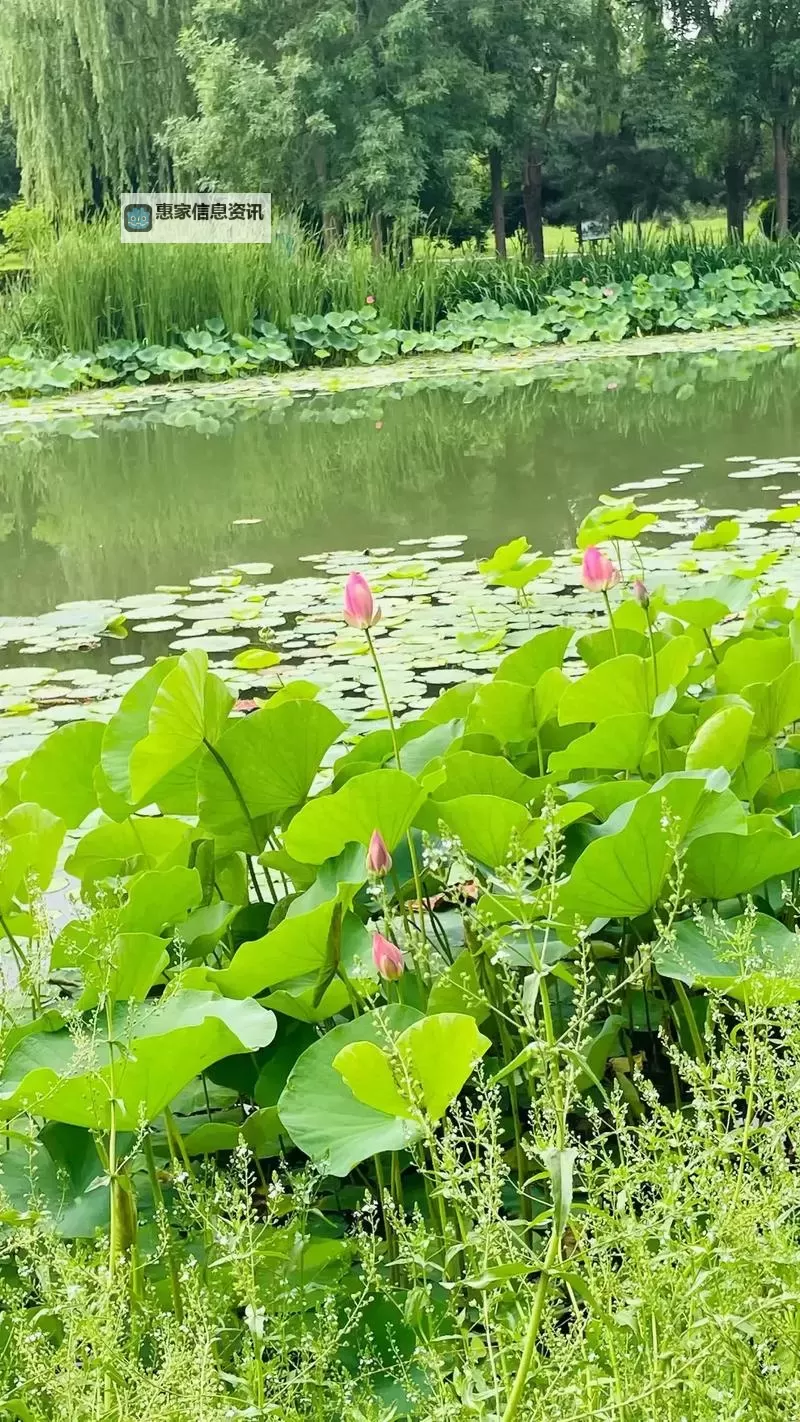 “中国梦之声James:追逐梦想的音乐之旅”图1