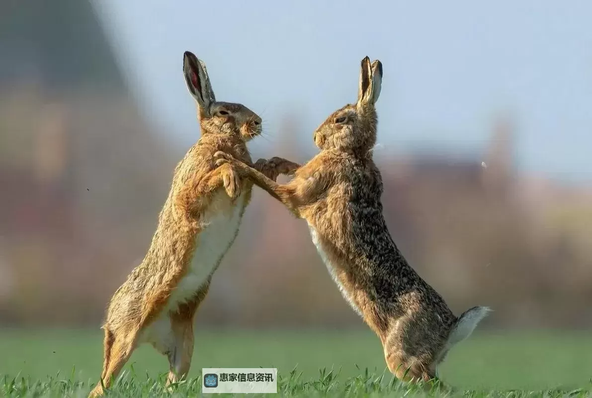 抓住胸前跳动两只兔子的心跳瞬间图1