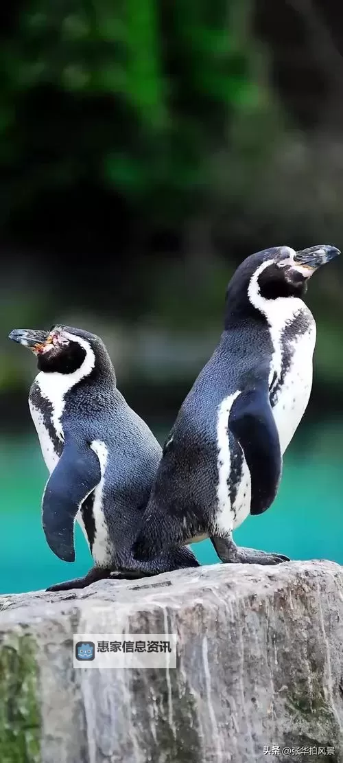 子弹少女 上手图文心得图2