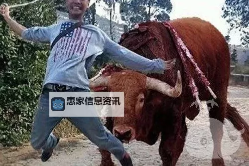 骑砍水面上出现牛：奇幻景象引发热议图1