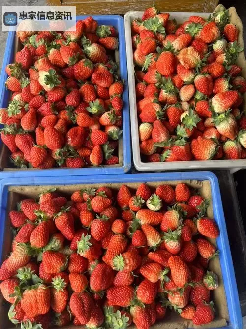 邢台草莓直播视频火热上线，带你体验鲜甜果园的真实现场图1