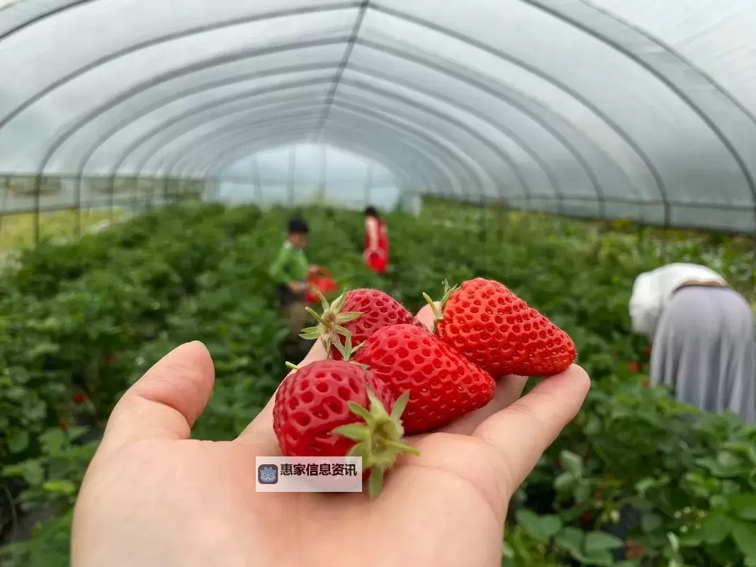 邢台草莓直播视频火热上线，带你体验鲜甜果园的真实现场图2