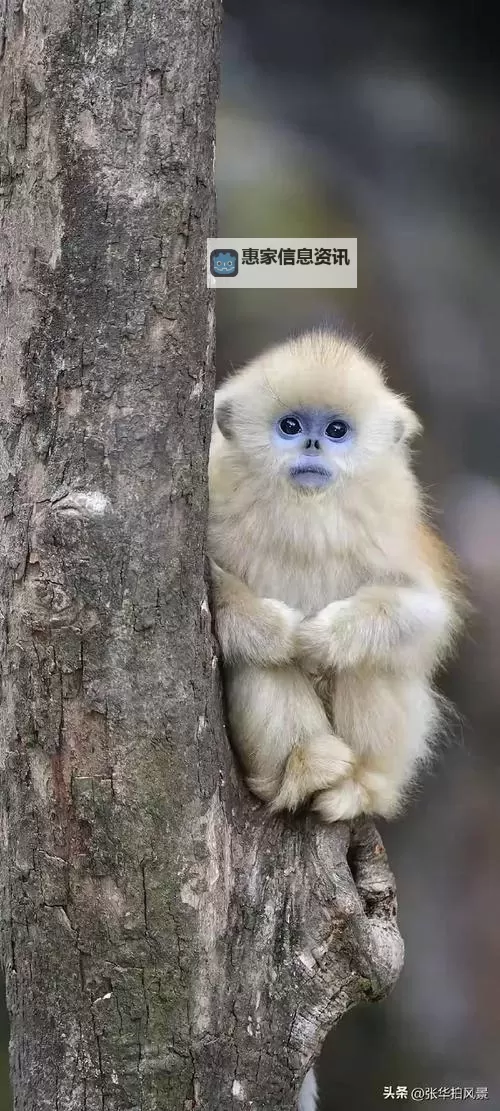 子弹少女 上手图文心得图1