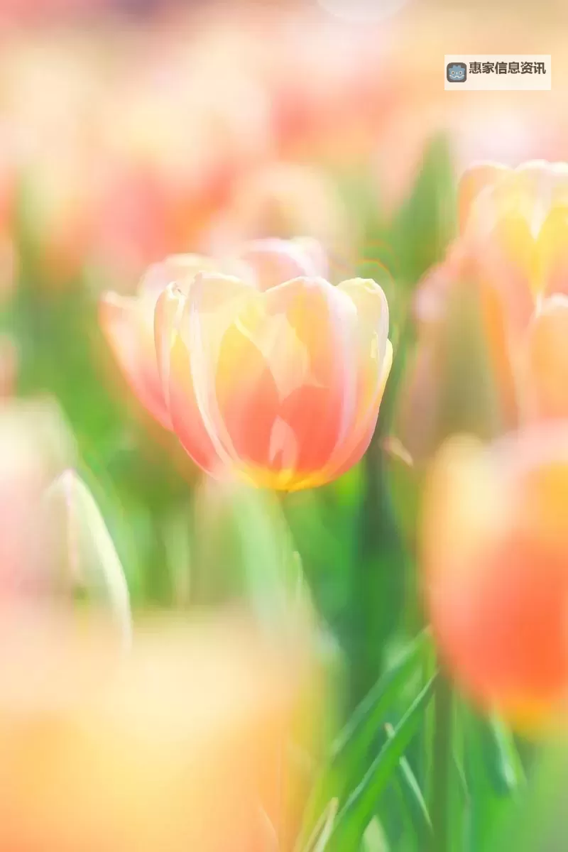 水仙直播:春日花海中的绽放奇迹图1