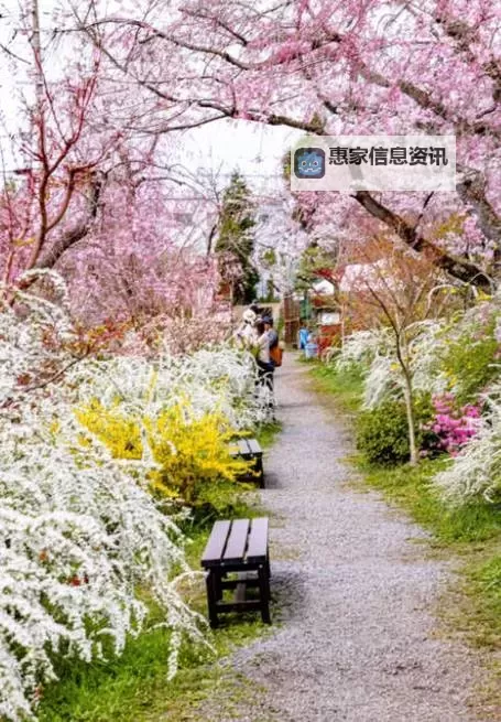 《欢乐对决》樱花刺杀怎么玩? 樱花刺杀玩法介绍图1