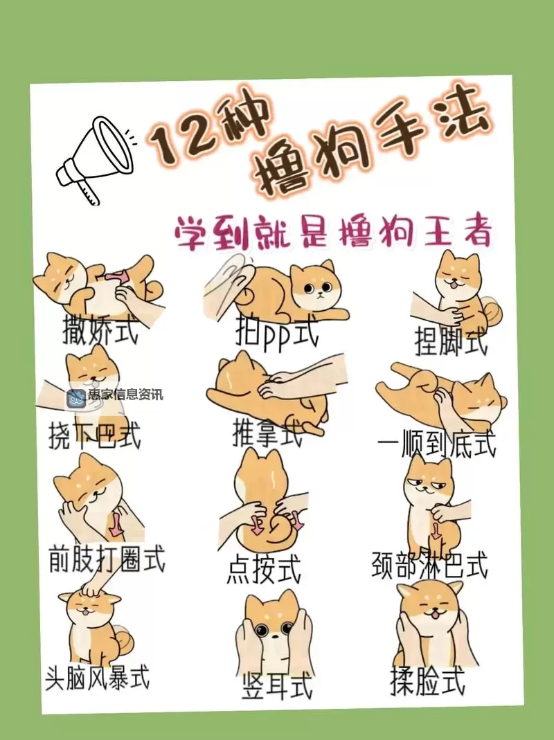 怎样教狗狗进入自己：实用技巧与方法解析图1