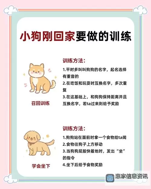 怎样教狗狗进入自己：实用技巧与方法解析图2