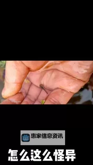 青娱乐91九色蝌蚪：探秘多彩童趣的奇幻世界图1