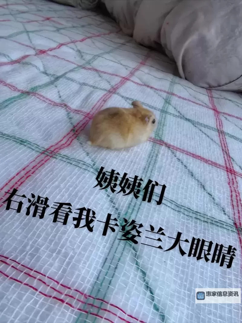 最强祖师仓鼠党储物袋怎么打开 最强祖师仓鼠党储物袋打开方法图1