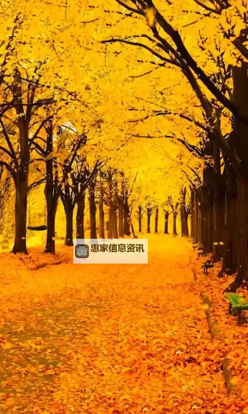 《勇者斗恶龙英雄2》小金币获得方法及兑换道具一览 小金币怎么获得图2