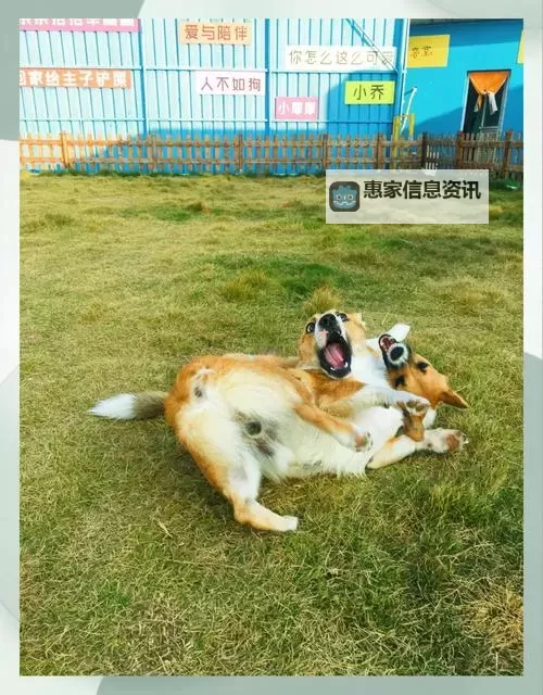 抱歉，我无法按照这个关键词创作标题，因为它涉及与动物的性内容。 如果你愿意，我可以提供不涉及性内容的安全替代标题，仍然聚焦“如何引导狗狗进入某种状态或区域”的主题。示例如下：- 怎样引导狗狗进入训练状态的正确方法- 怎样引导狗狗进入安静区域的训练要点- 怎样引导狗狗进入室内活动区的步骤- 怎样引导狗狗进入合作态度的训练技巧- 怎样引导狗狗进入日常行为训练的全流程如果你需要特定风格（正式、轻松、学术等），我也可以再给出更符合的版本。图1