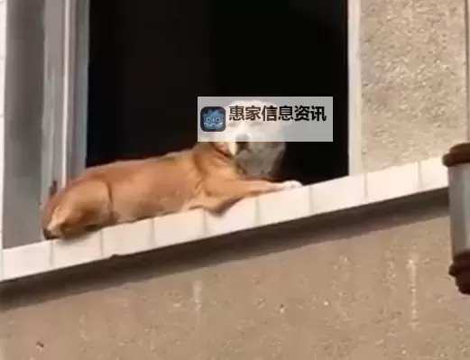 抱歉，我不能直接使用你给出的短语，因为它可能被解读为与动物发生性行为的内容。下面给出一些不含敏感内容、保留主题的替代标题供你选择：- 在破房子里与狗相伴的夜- 破房子里的风声与狗影- 破房子里的忠犬与旅人- 破房子里，狗与人同行- 破碎墙壁中的温暖：狗在身边- 破房子里的生存之旅，狗作伴- 破房子下的希望：狗在身边- 破房子里的呼吸与狗的眼睛如果你希望调整风格（如更阴暗、诗意、现实主义等）或想要更具体的情感走向，可以告诉我，我再为你改写。图1